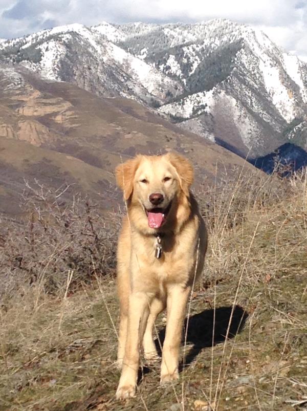 /Images/uploads/Humane Society of Utah/HSU2018/entries/3959thumb.jpg